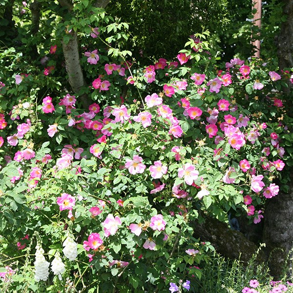 <i>Rosa canina</i> 