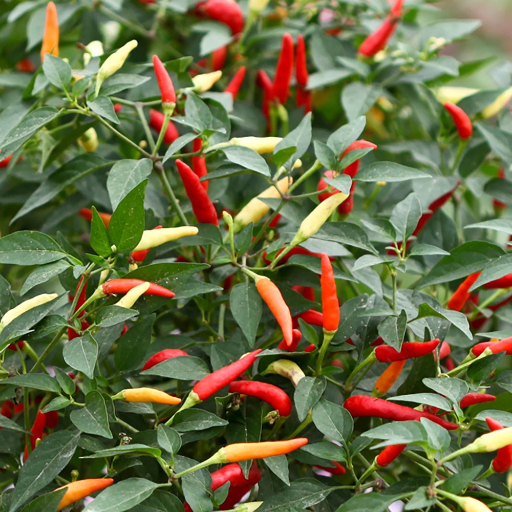 chilli 'Basket of Fire' F1