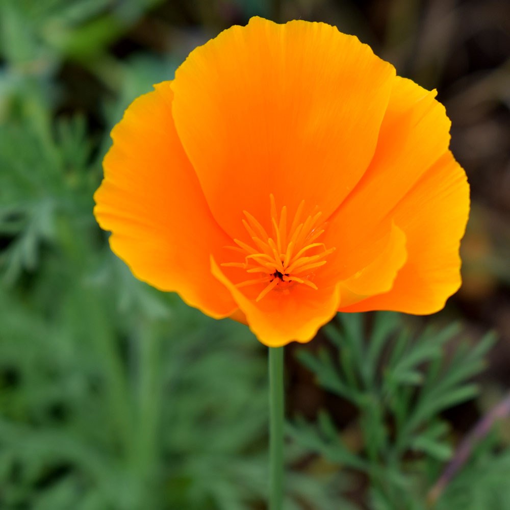 <i>Eschscholzia californica</i> 'Orange King'