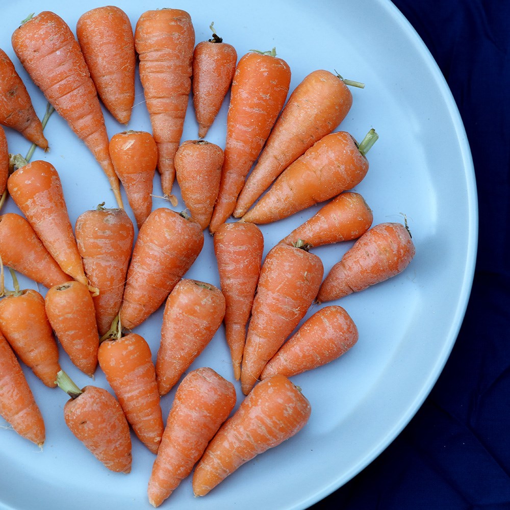 carrot 'Chantenay Royal'