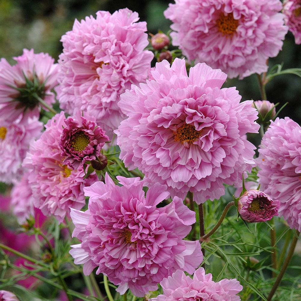 <i>Cosmos bipinnatus</i> 'Double Click Rose Bonbon' (Double Click Series)