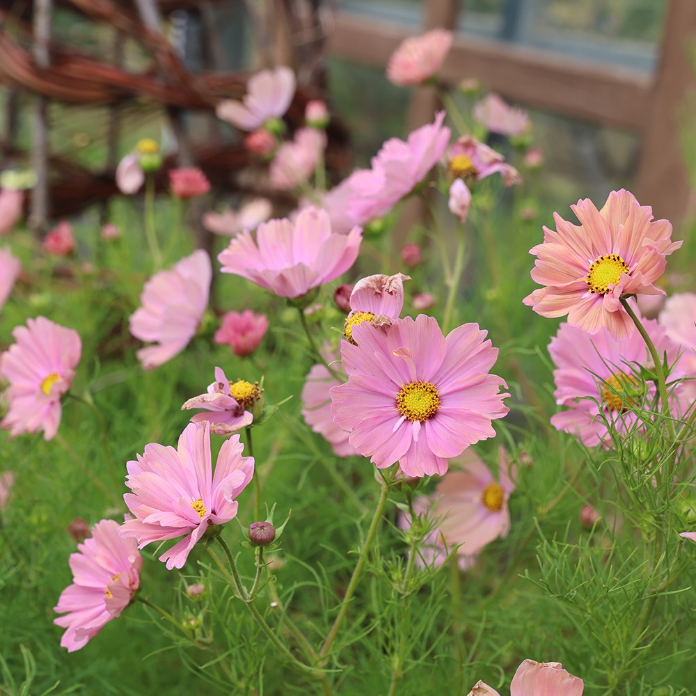 <i>Cosmos bipinnatus</i> 'Apricota'