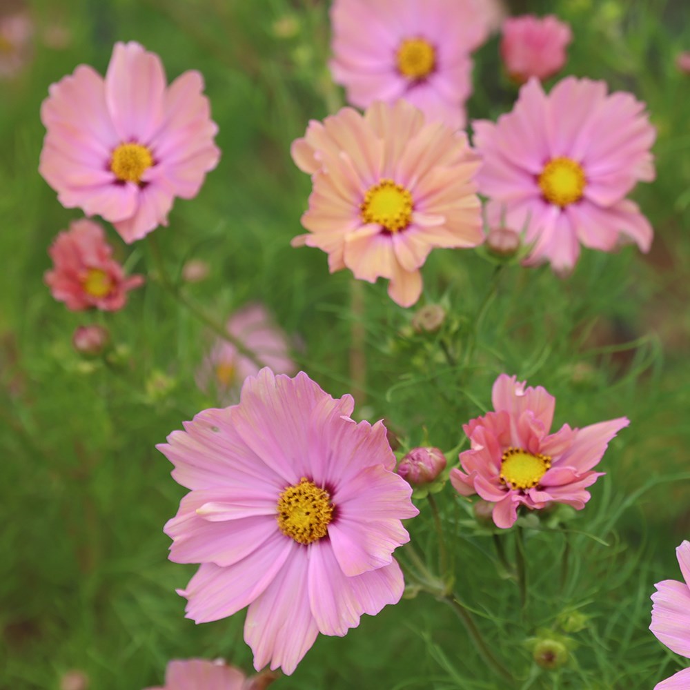 <i>Cosmos bipinnatus</i> 'Apricota'