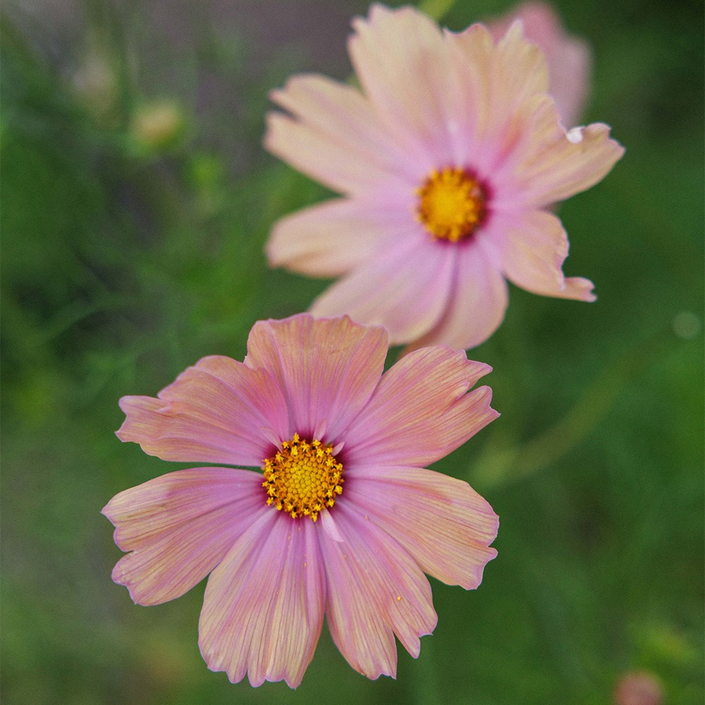 <i>Cosmos bipinnatus</i> 'Apricota'