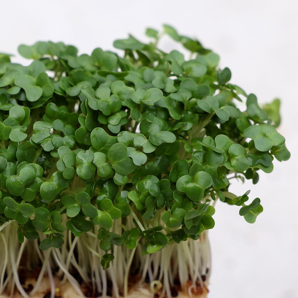 cress 'common plain'