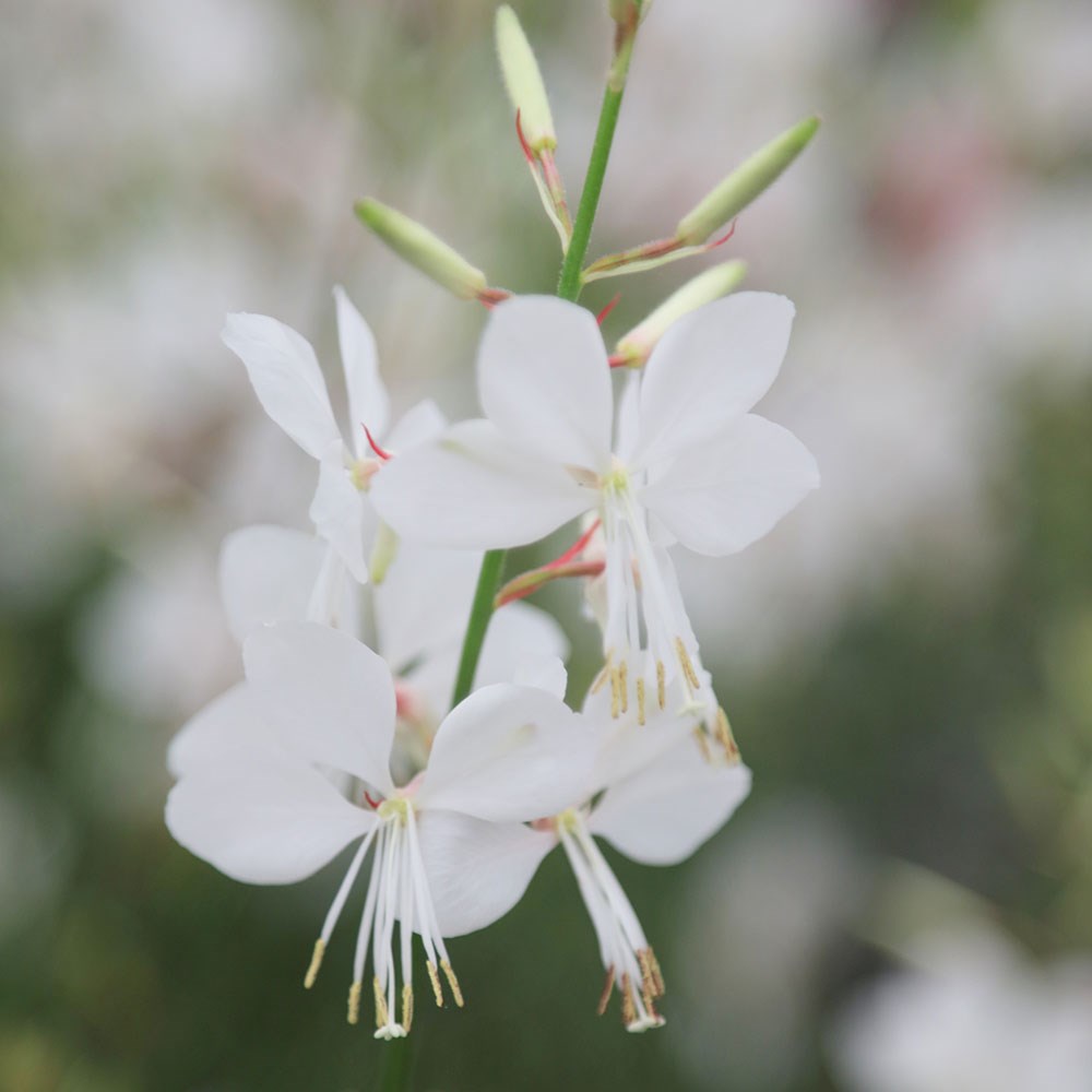 <i>Oenothera lindheimeri</i> 'The Bride'