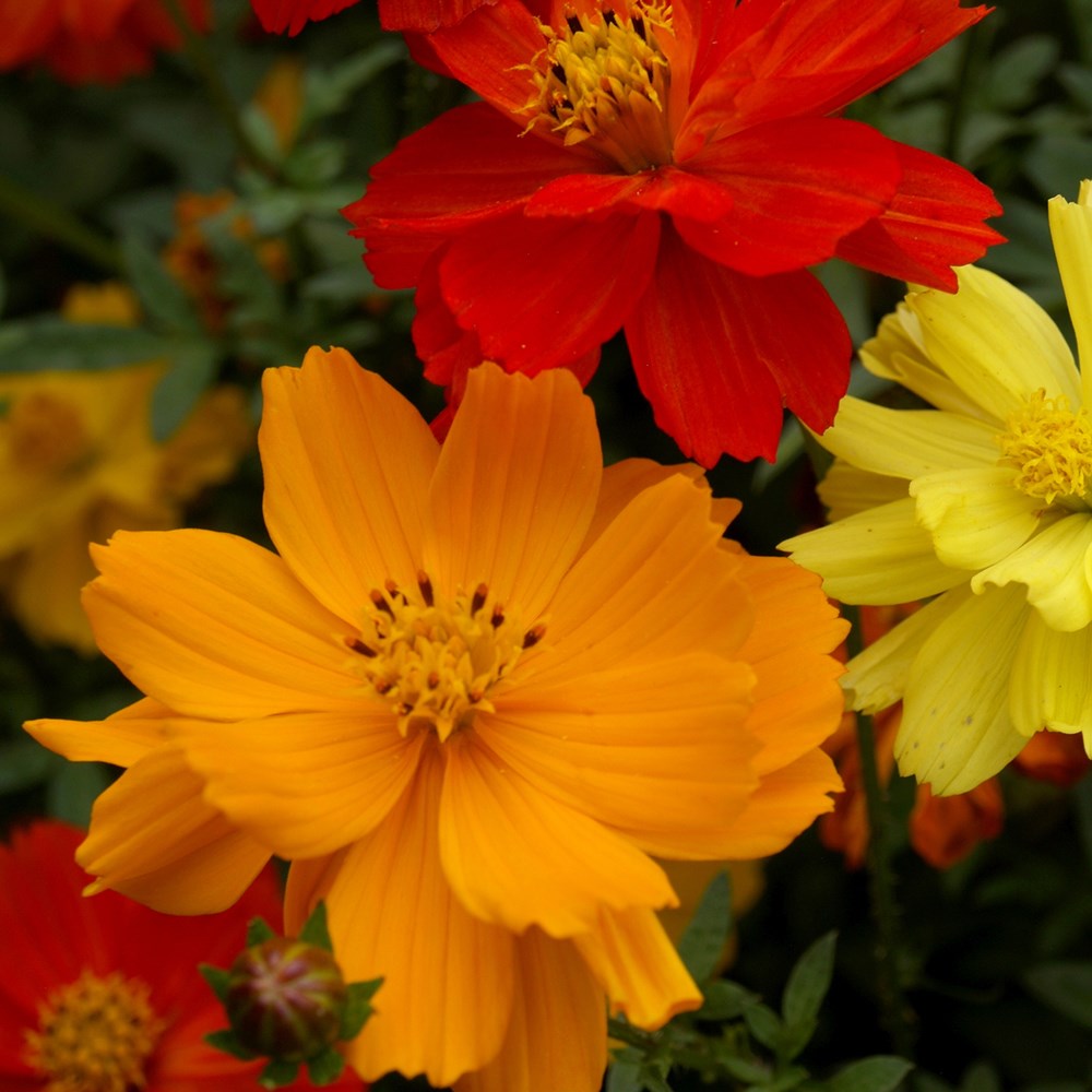 <i>Cosmos sulphureus</i> 'Bright Lights mixed'