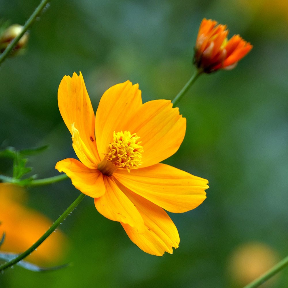 <i>Cosmos sulphureus</i> 'Bright Lights mixed'