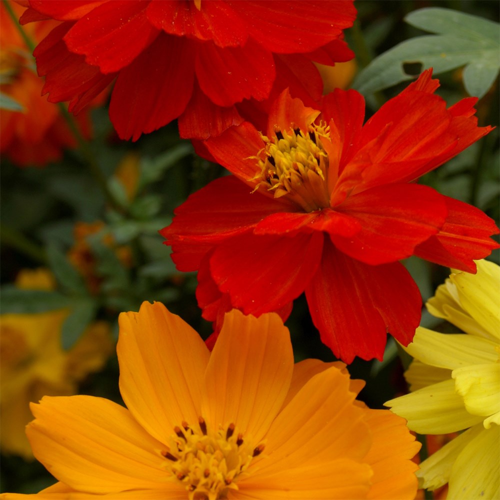 <i>Cosmos sulphureus</i> 'Bright Lights mixed'