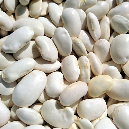 butterbean 'Fagiolo Di Spagna'
