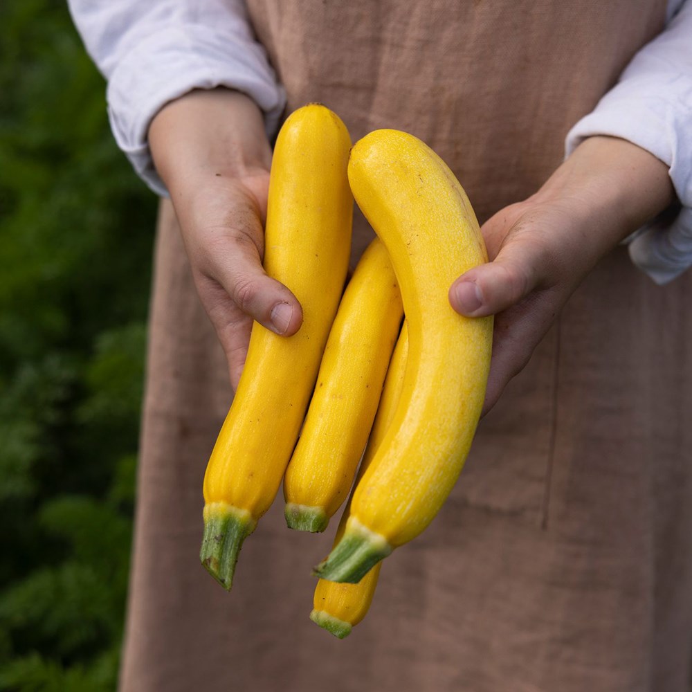 courgette 'Jemmer' F1