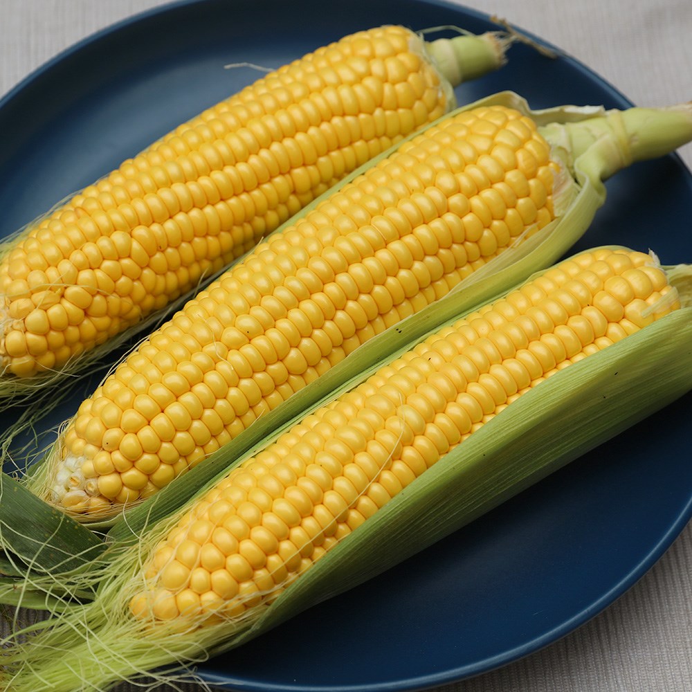 sweetcorn 'Golden Bantam'