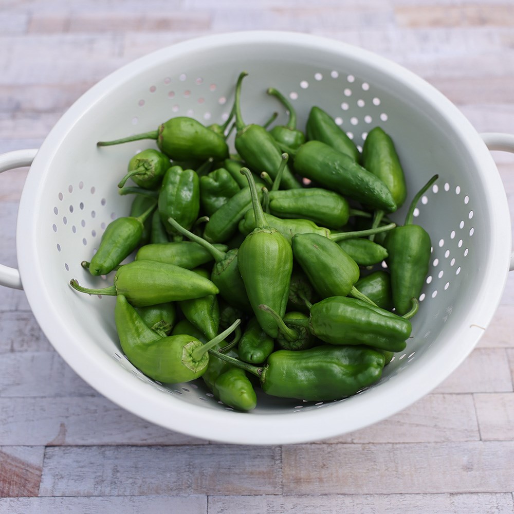 chilli 'Padron'
