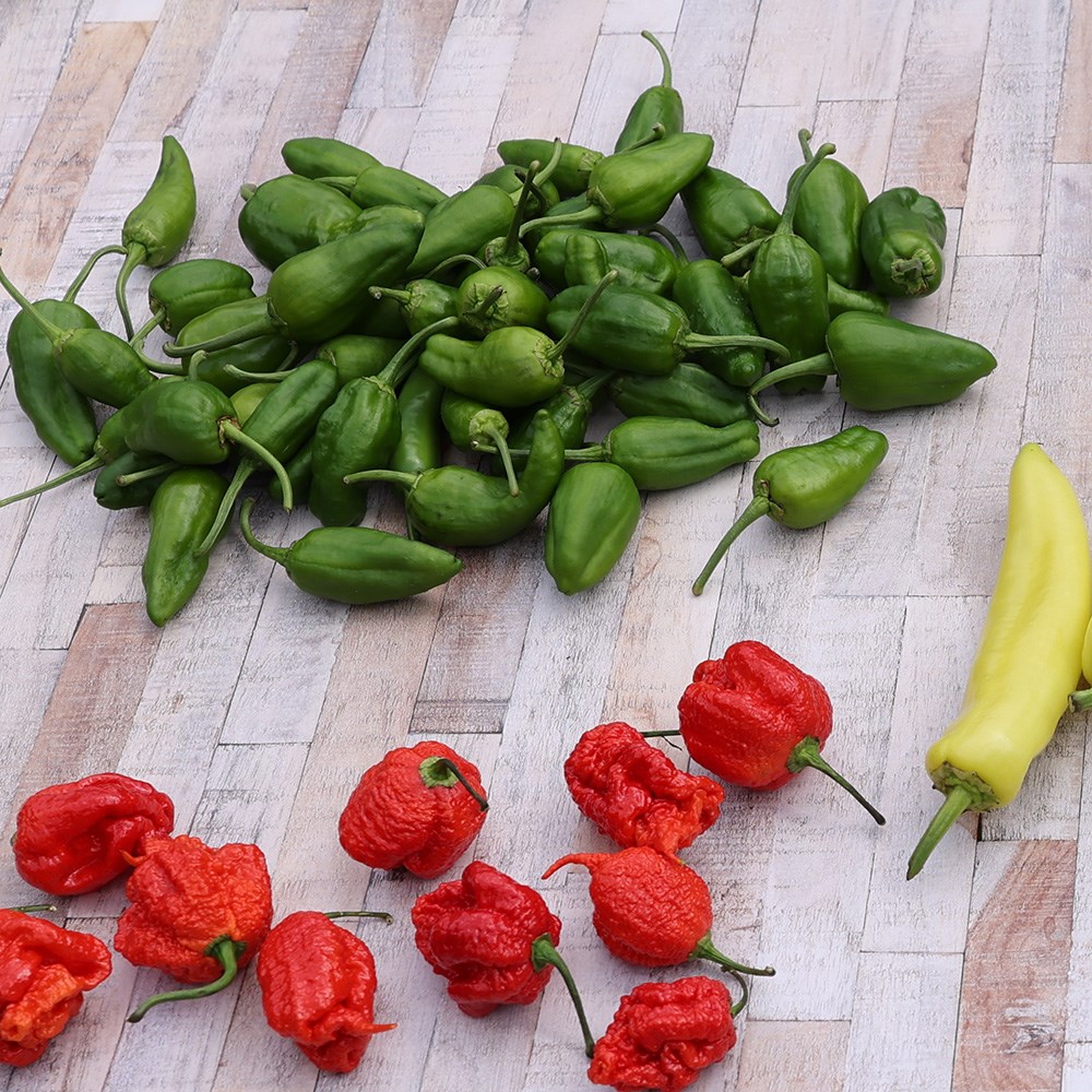 chilli 'Padron'