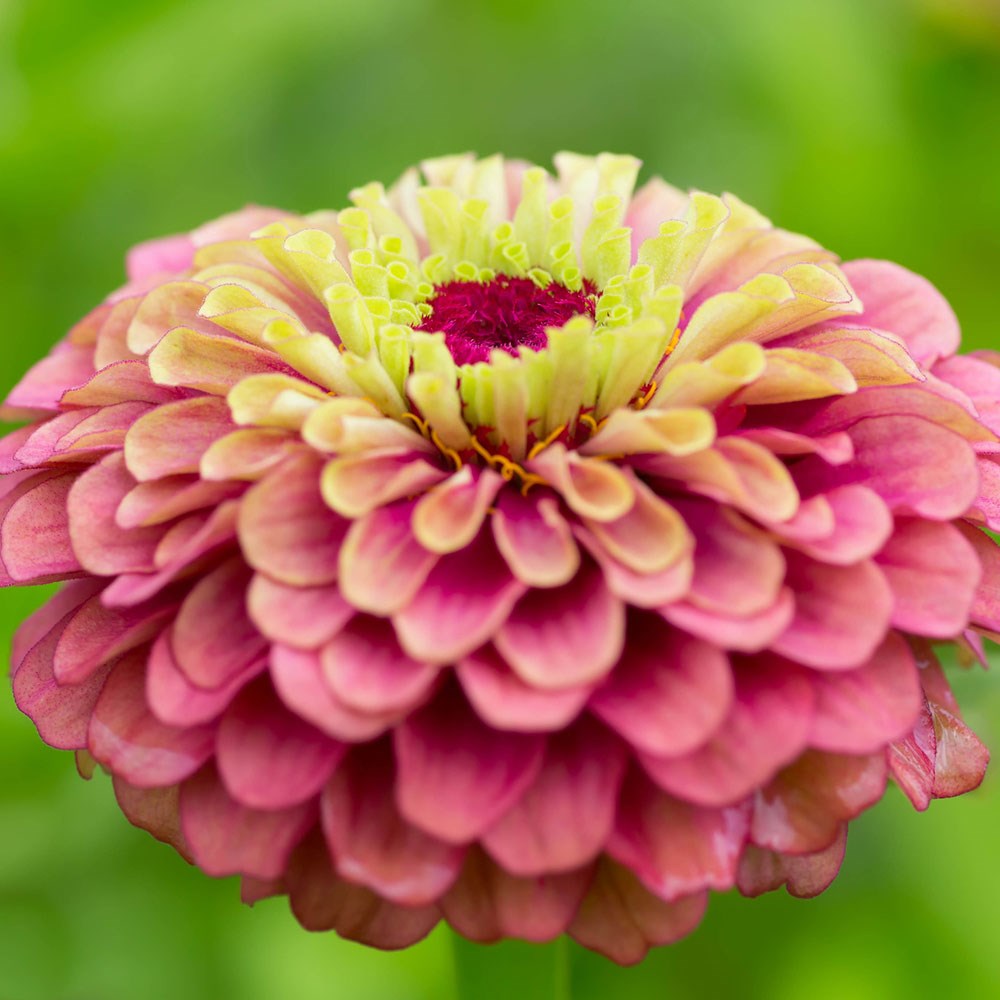 <i>Zinnia elegans</i> 'Queen Lime Red' (Queen Series)