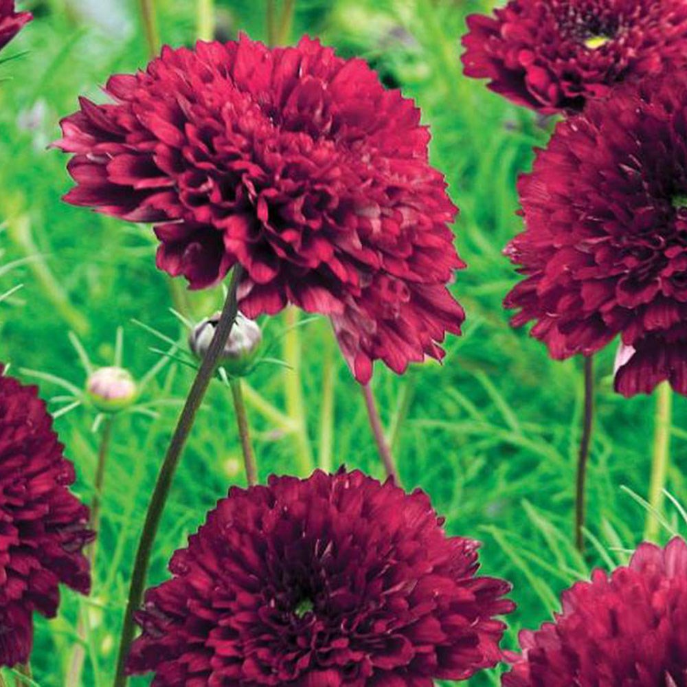 <i>Cosmos bipinnatus</I> 'Double Click Cranberries' (Double Click Series)