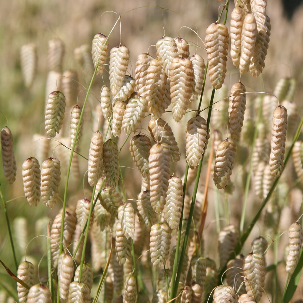<i>Briza maxima</i> 