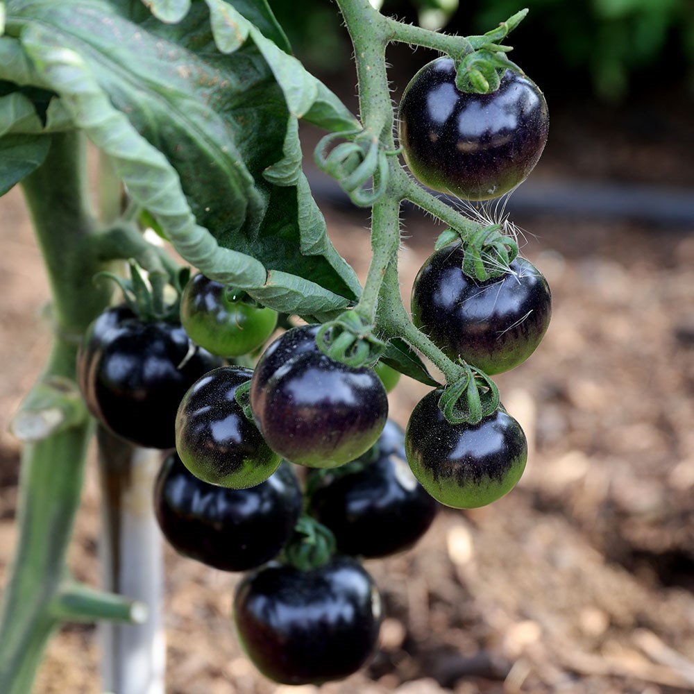 <i>tomato</i> 'Indigo Rose'
