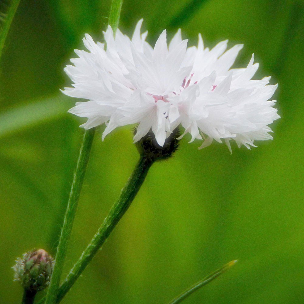 <i>Centaurea cyanus</i> 'White Ball'