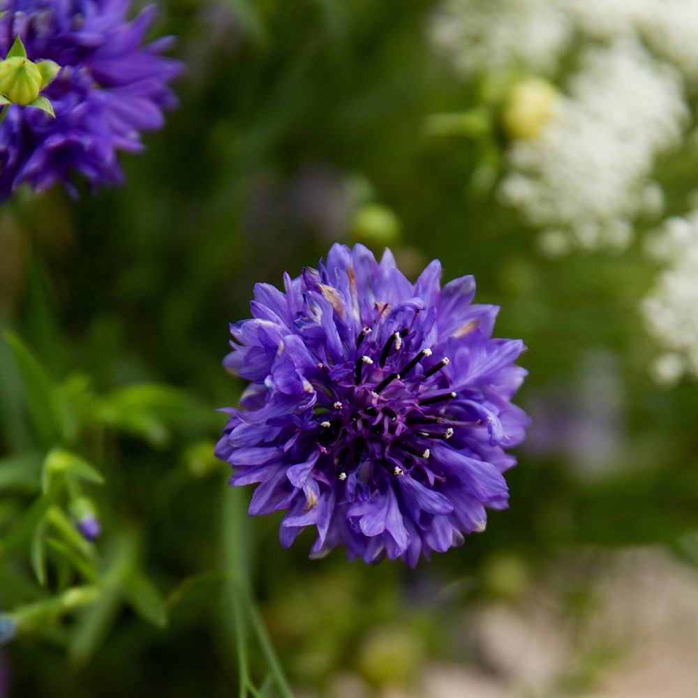 <i>Centaurea cyanus</i> 'Blue Ball'
