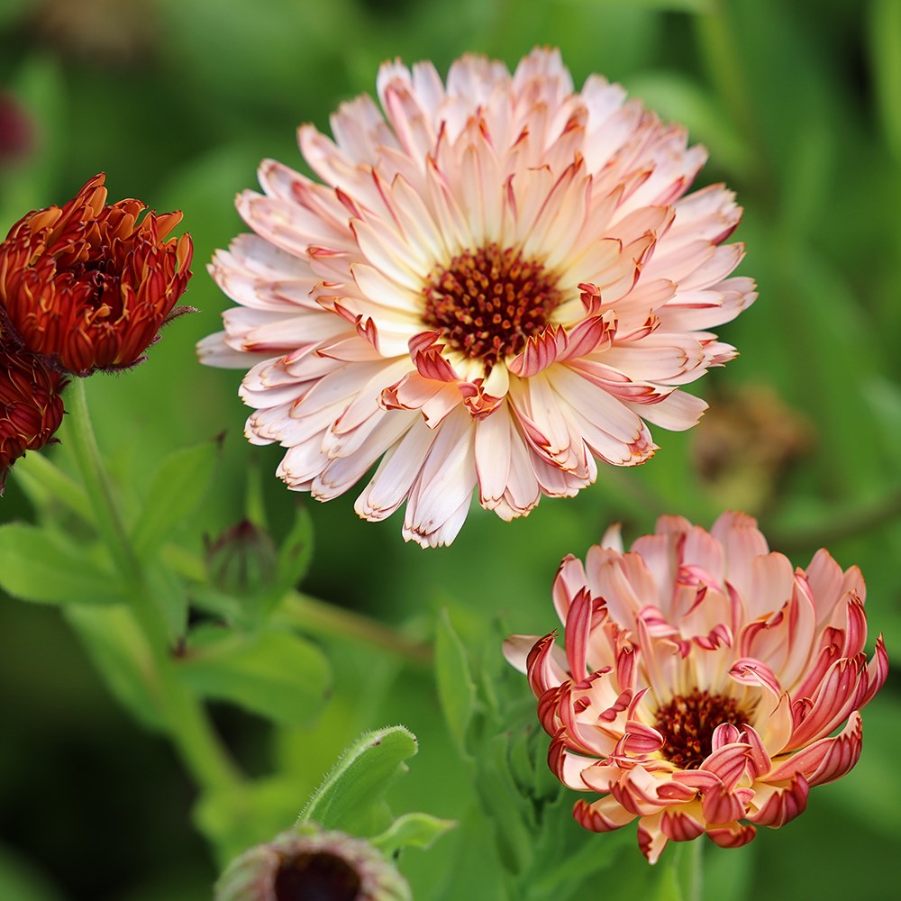 <i>Calendula officinalis</i> 'Sherbet Fizz'