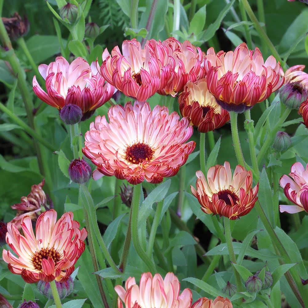 <i>Calendula officinalis</i> 'Sherbet Fizz'