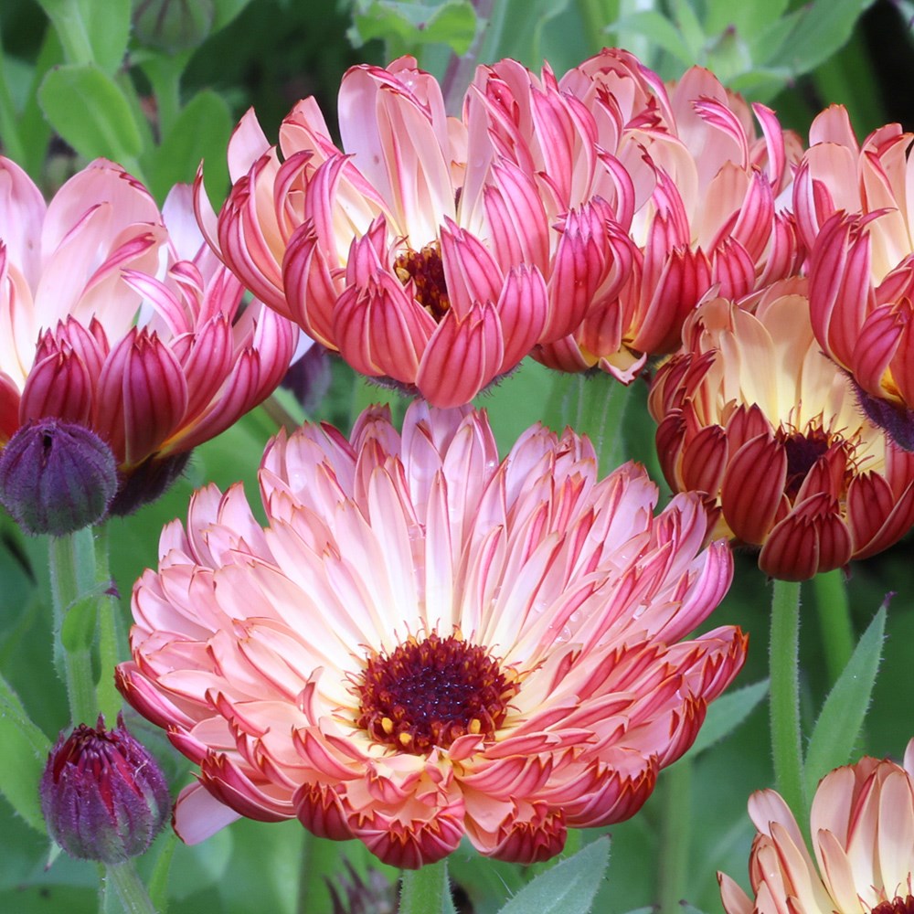 <i>Calendula officinalis</i> 'Sherbet Fizz'