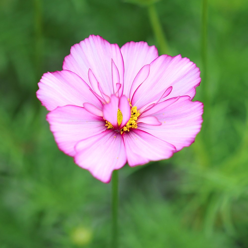<i>Cosmos bipinnatus</i> 'Fizzy Rose Picotee' (Fizzy Series)