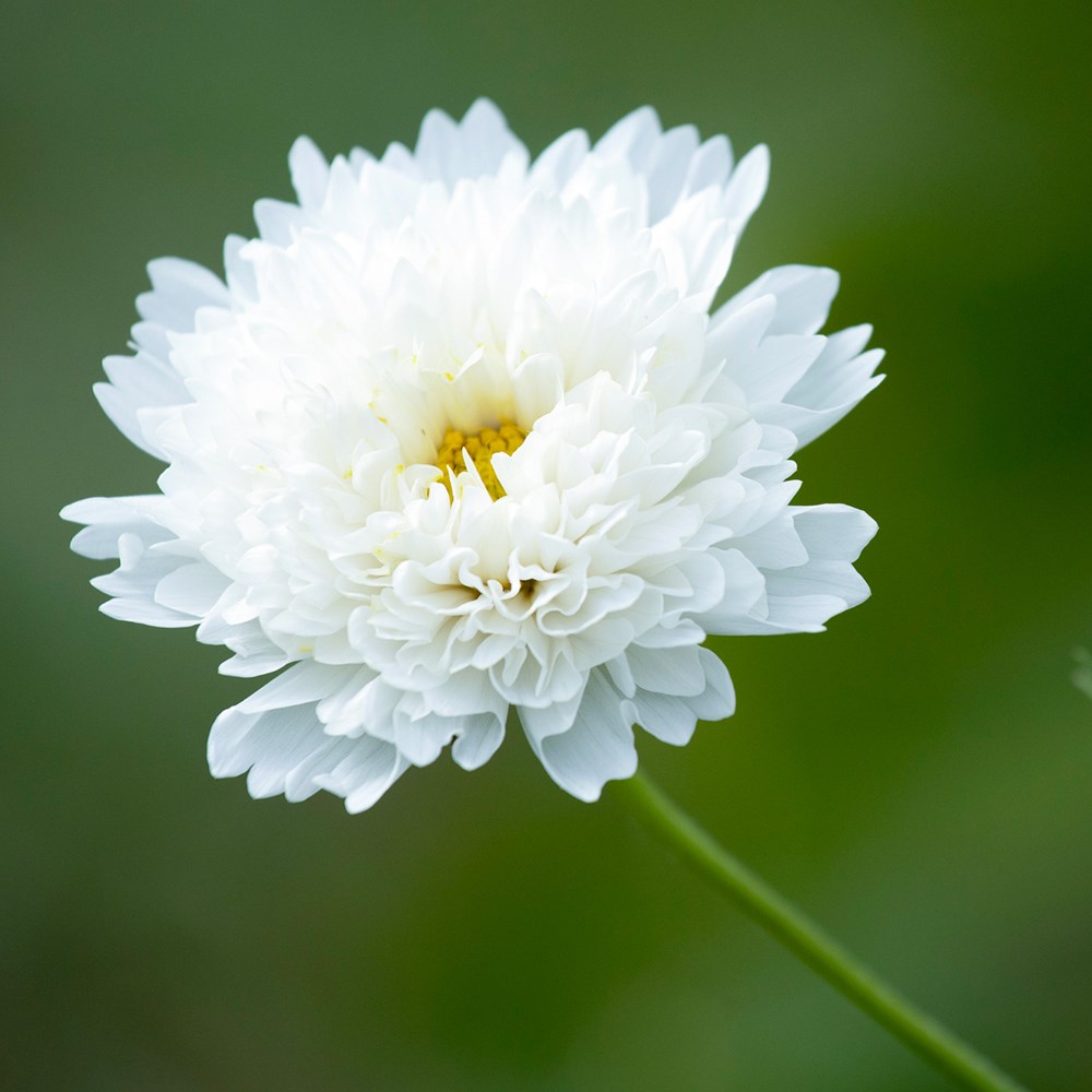 <i>Cosmos bipinnatus</i> 'Double Click Snow Puff' (Double Click Series)