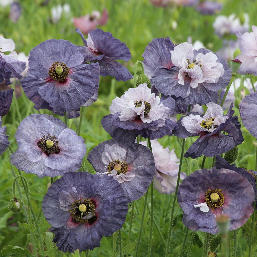 <i>Papaver rhoeas</i> 'Amazing Grey'