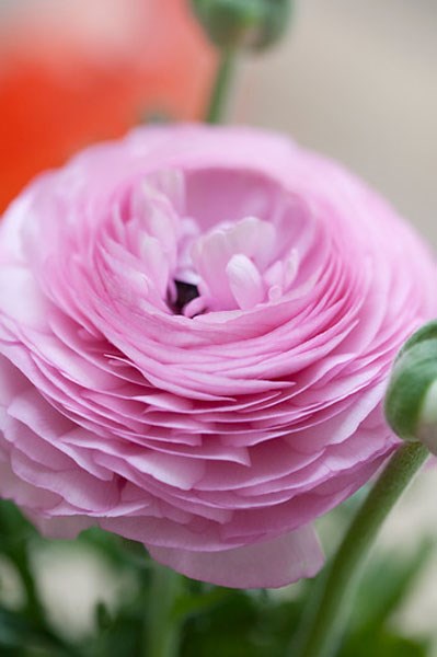 <i>Ranunculus asiaticus</i> 'Aviv Rose' (Aviv Series)