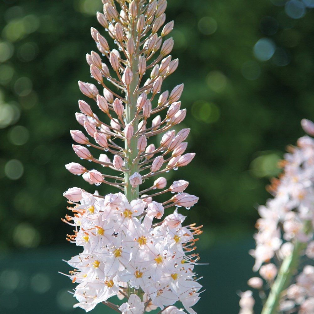<i>Eremurus robustus</i> 