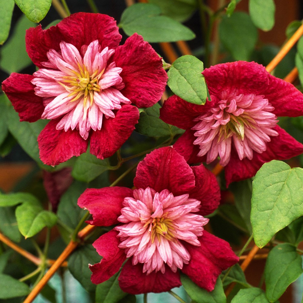 <I>Clematis</I> <b class=small-caps>Avant-garde</b> ('Evipo033') (PBR)
