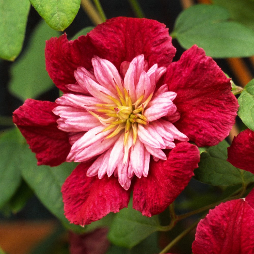 <I>Clematis</I> <b class=small-caps>Avant-garde</b> ('Evipo033') (PBR)