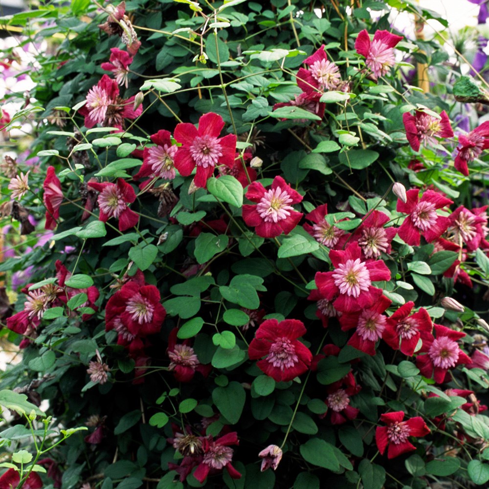 <I>Clematis</I> <b class=small-caps>Avant-garde</b> ('Evipo033') (PBR)
