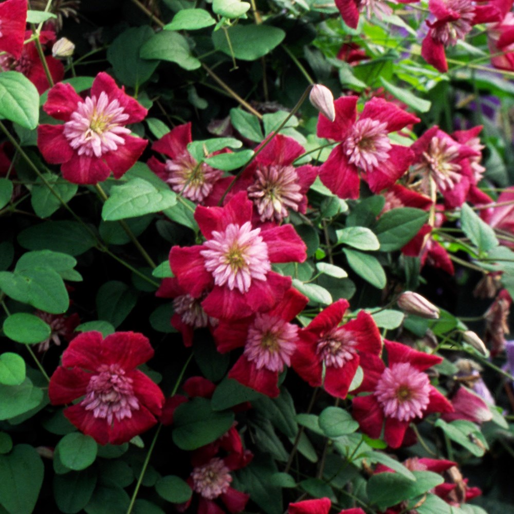 <I>Clematis</I> <b class=small-caps>Avant-garde</b> ('Evipo033') (PBR)