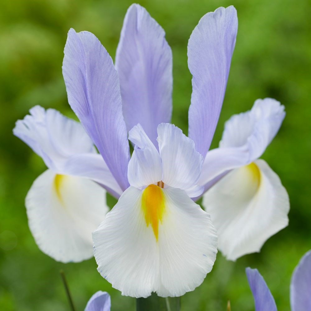 <i>Iris</i> 'Silvery Beauty'