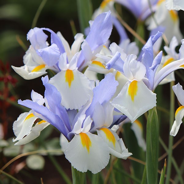 <i>Iris</i> 'Silvery Beauty'