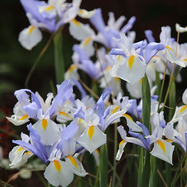 <i>Iris</i> 'Silvery Beauty'