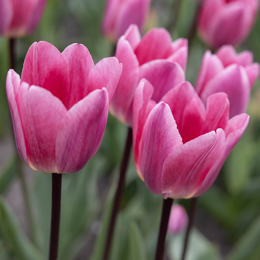 <i>Tulipa</i> 'Light and Dreamy'