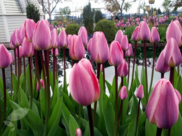 <i>Tulipa</i> 'Light and Dreamy'