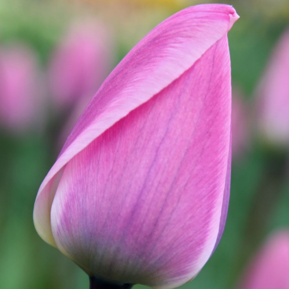<i>Tulipa</i> 'Light and Dreamy'
