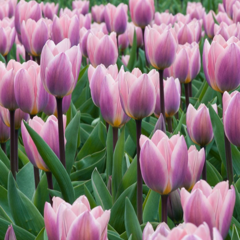 <i>Tulipa</i> 'Light and Dreamy'