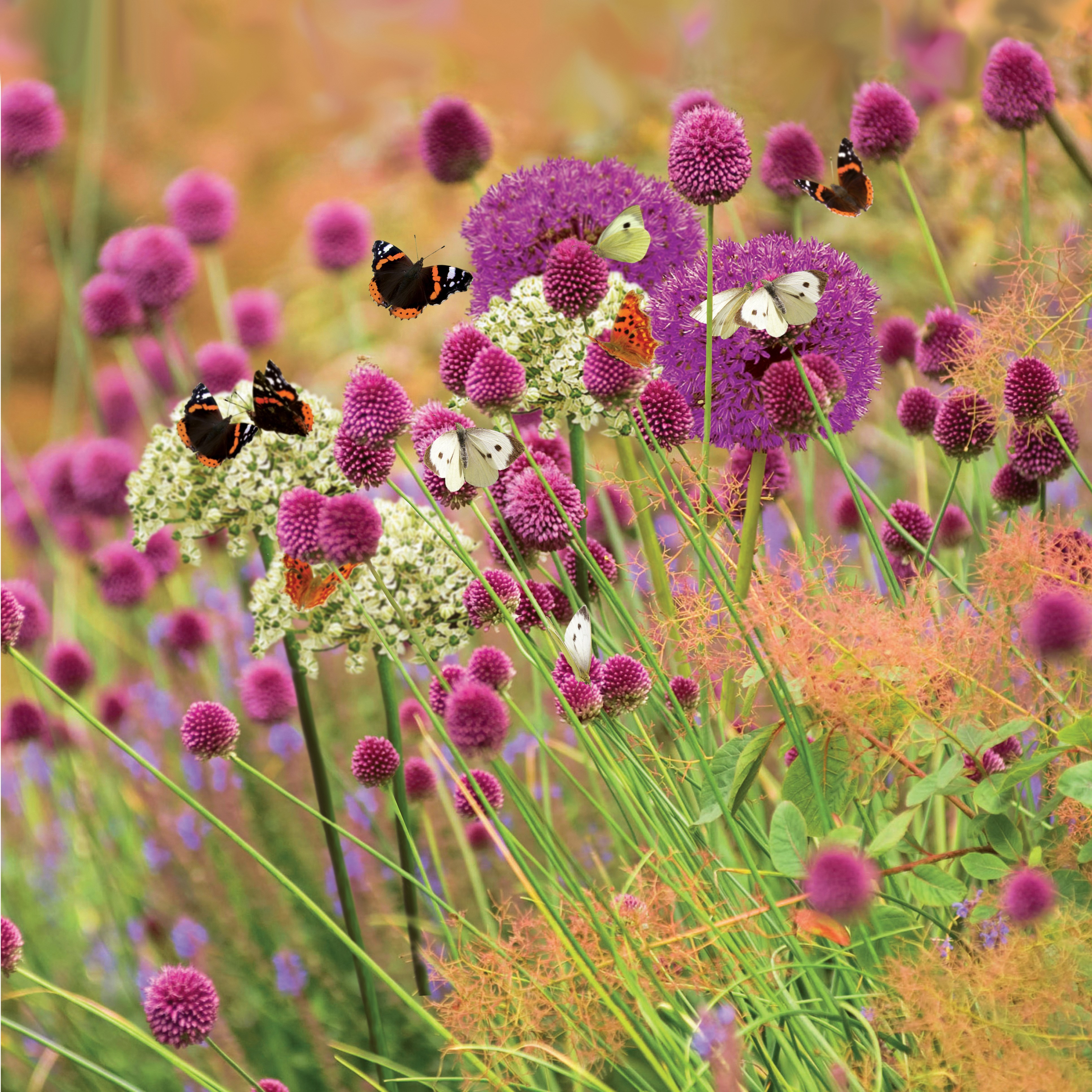 Butterfly allium collection 