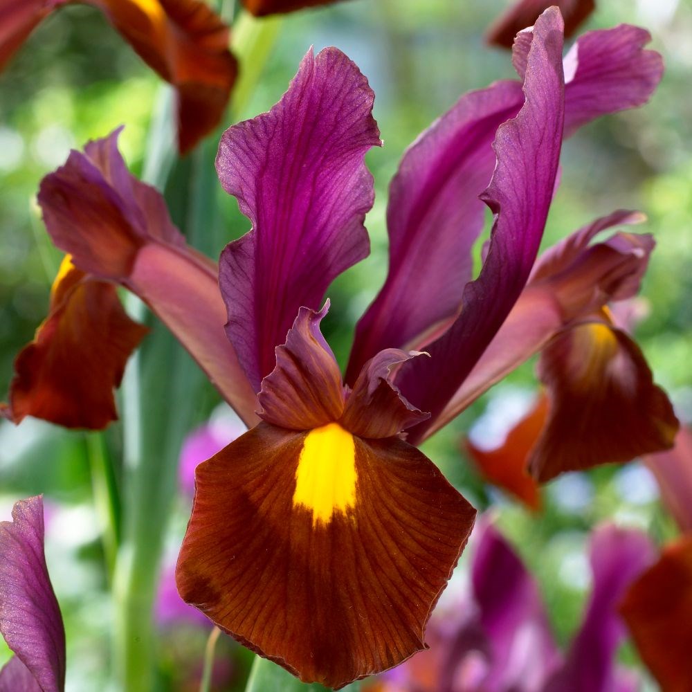 <i>Iris</i> 'Red Ember'