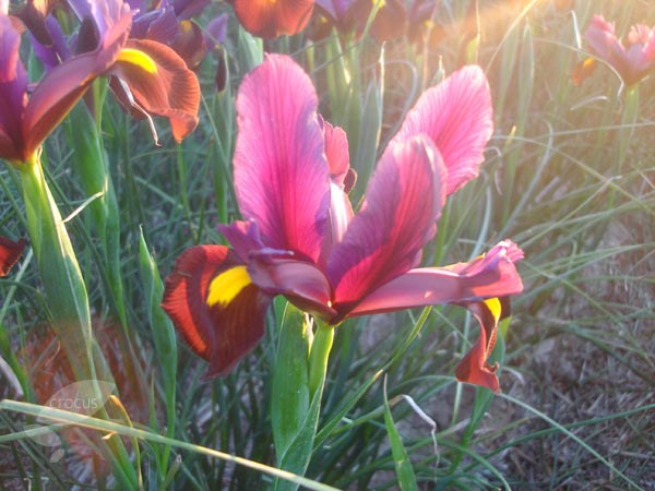 <i>Iris</i> 'Red Ember'