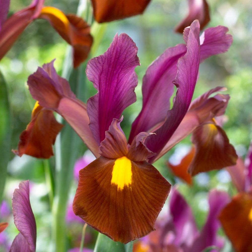 <i>Iris</i> 'Red Ember'