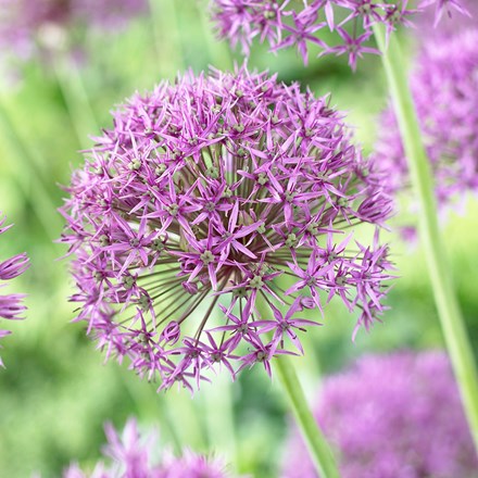 Allium stipitatum Violet Beauty