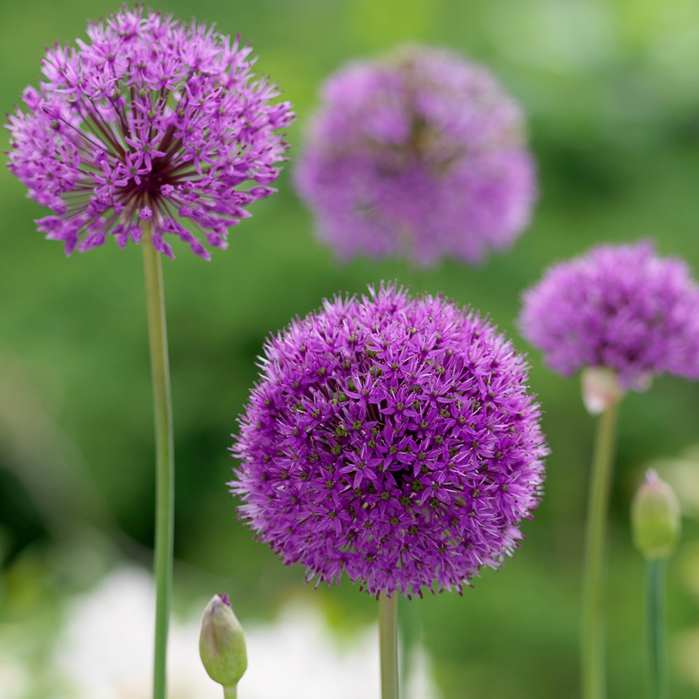 <i>Allium hollandicum</i> (aflatunense)
