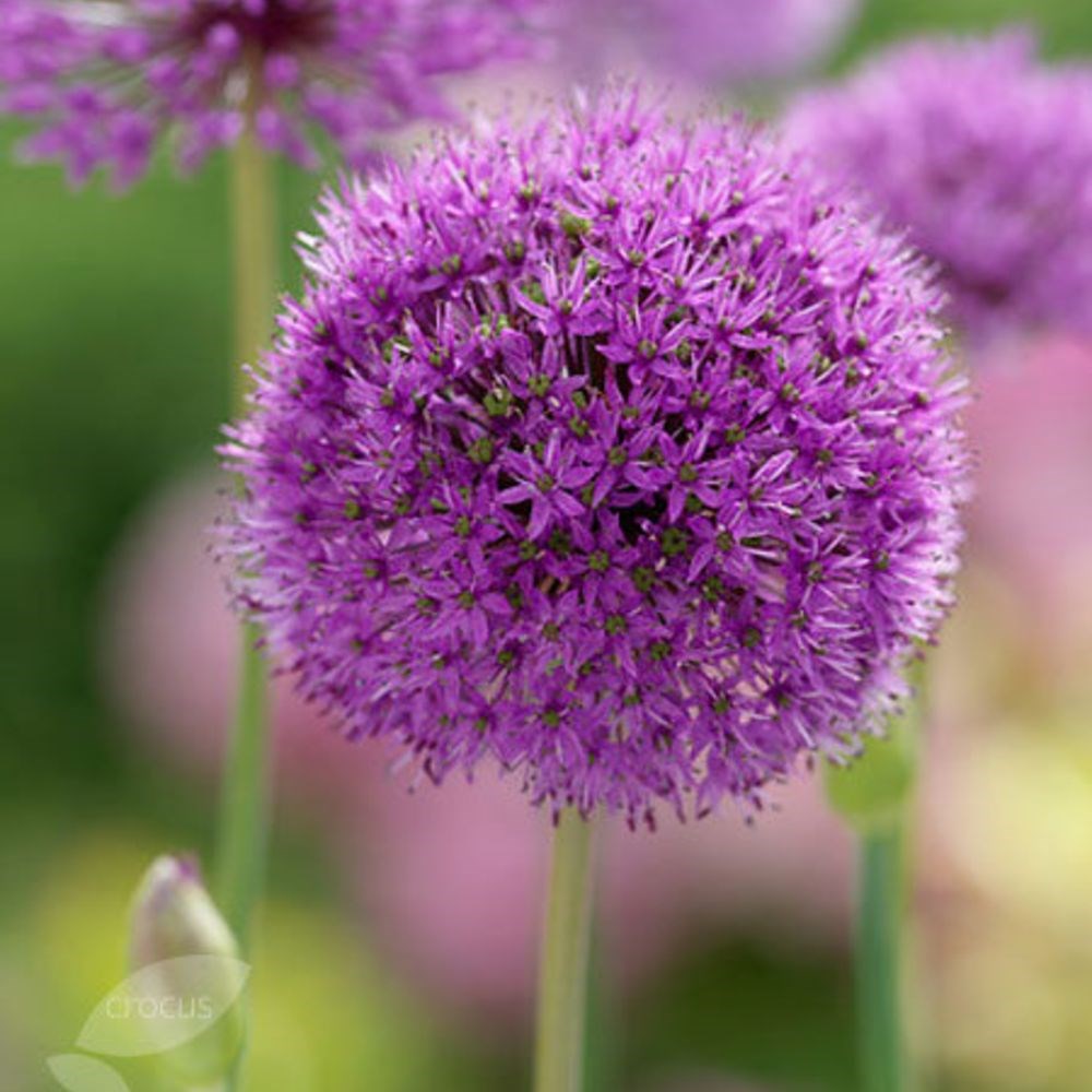 <i>Allium hollandicum</i> (aflatunense)